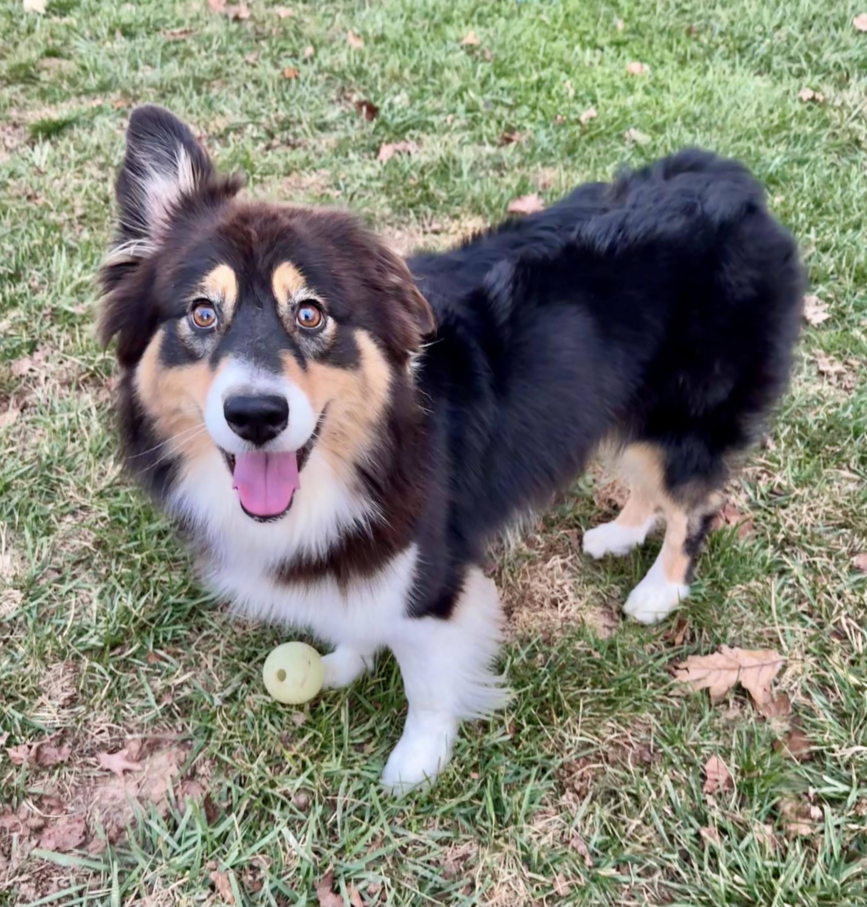 Enlarge Luna - bonded with Kibo, a Adopted mixed breed in Howell, NJ image 2/4