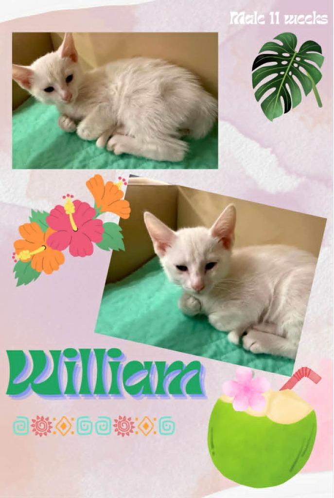 Enlarge William, a Adoptable mixed breed in Blountville, TN image 1/1