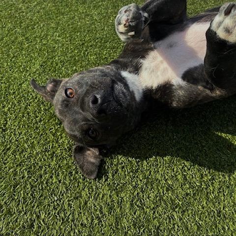 Enlarge Zippy, a ADOPTABLE mixed breed in Terre Haute, IN image 2/3