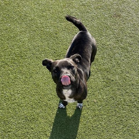 Zippy, ADOPTABLE, Young Female Terrier.