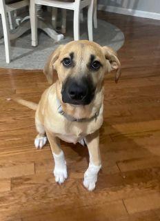 Enlarge Wyatt, a Adoptable mixed breed in Schaumburg, IL image 2/5