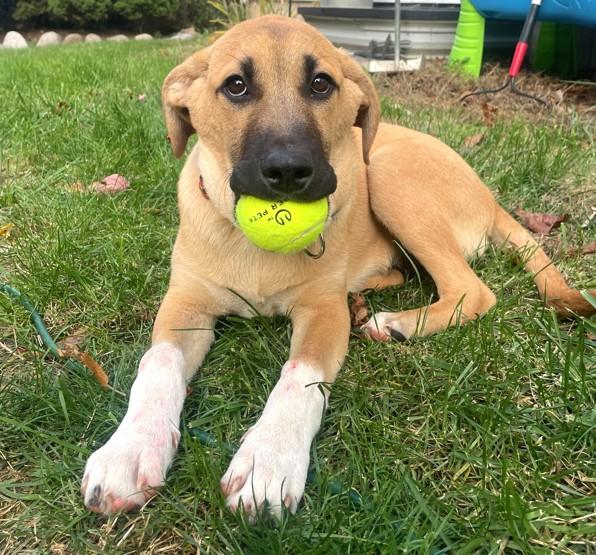 Enlarge Wyatt, a Adoptable mixed breed in Schaumburg, IL image 3/5