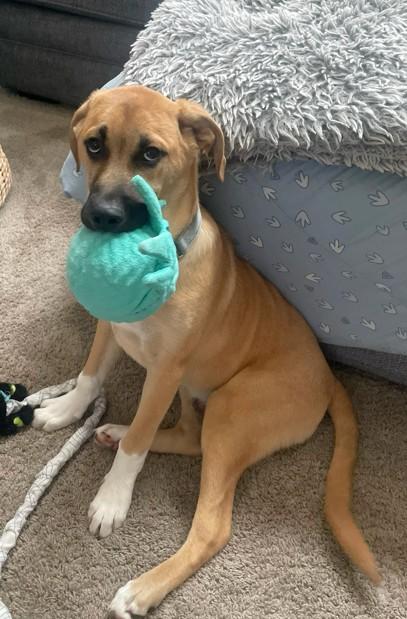 Enlarge Wyatt, a Adoptable mixed breed in Schaumburg, IL image 4/5