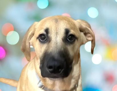 Enlarge Wyatt, a Adoptable mixed breed in Schaumburg, IL image 1/5