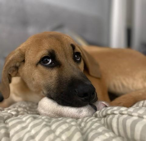 Enlarge Wyatt, a Adoptable mixed breed in Schaumburg, IL image 5/5