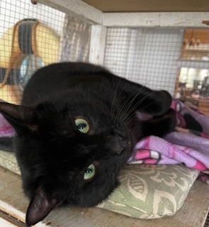 Scuba, a Adoptable Domestic Short Hair in Mobile, AL image 1/3