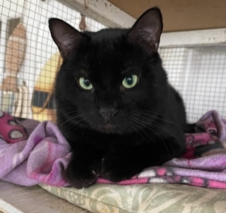 Scuba, a Adoptable Domestic Short Hair in Mobile, AL image 2/3