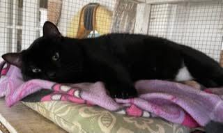 Scuba, a Adoptable Domestic Short Hair in Mobile, AL image 3/3