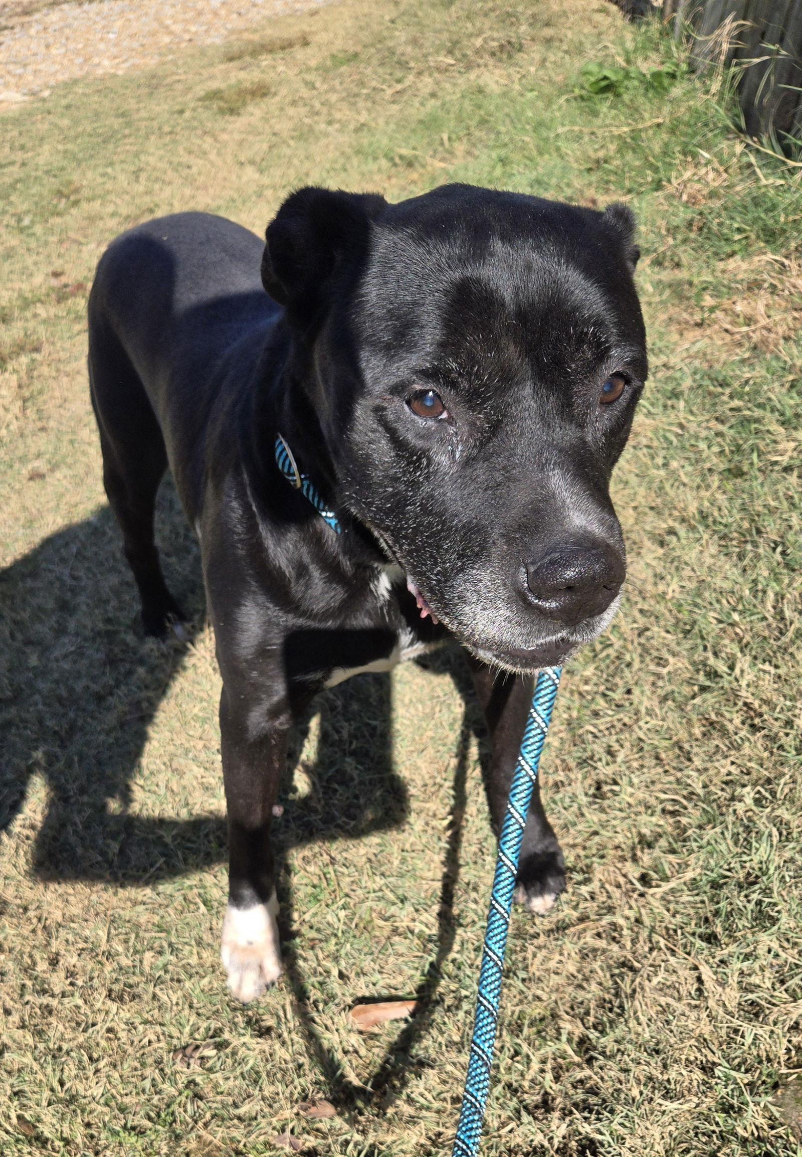 Denali, a Adoptable Mixed Breed in Jackson, MS image 1/4