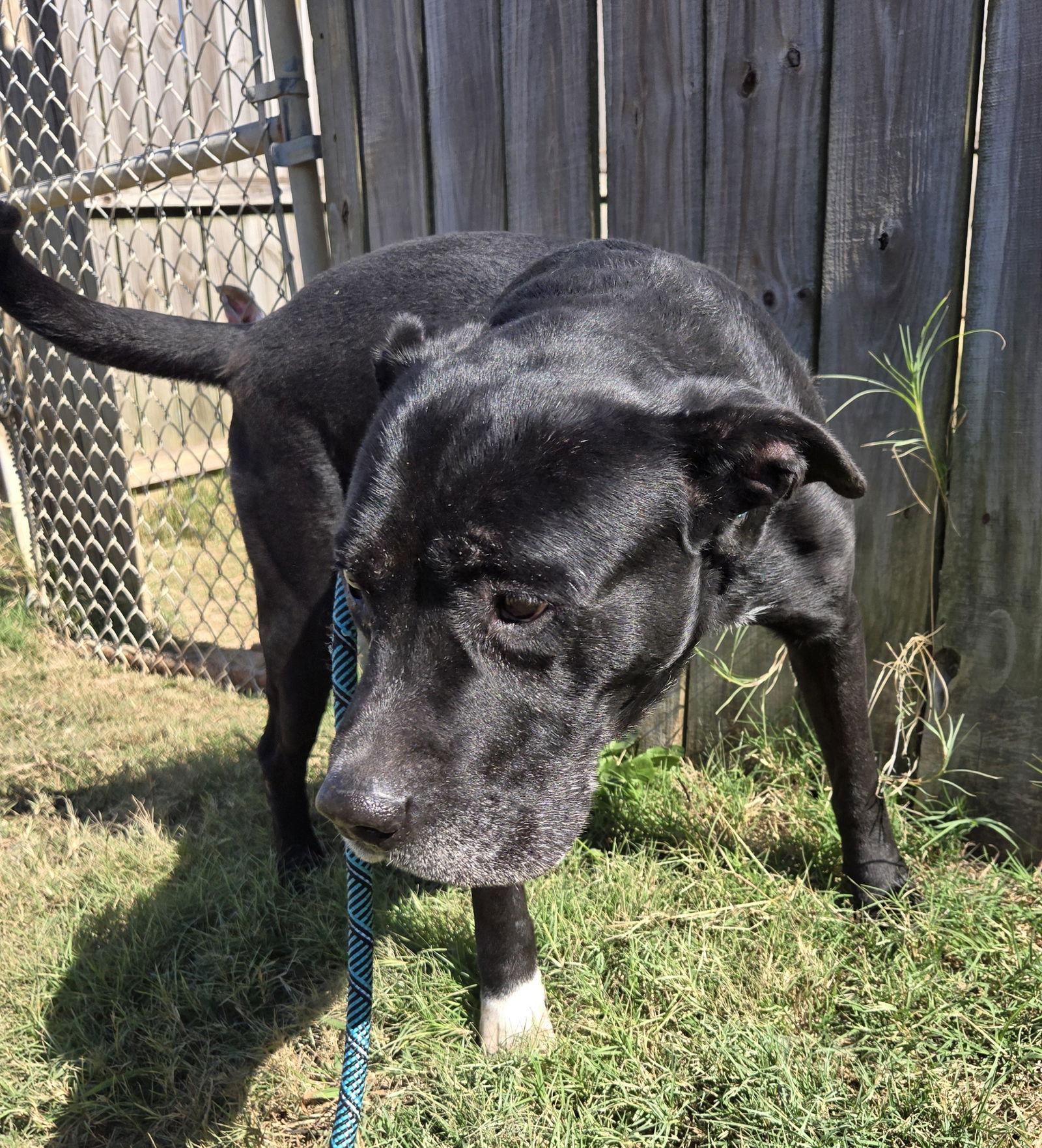 Denali, a Adoptable Mixed Breed in Jackson, MS image 2/4