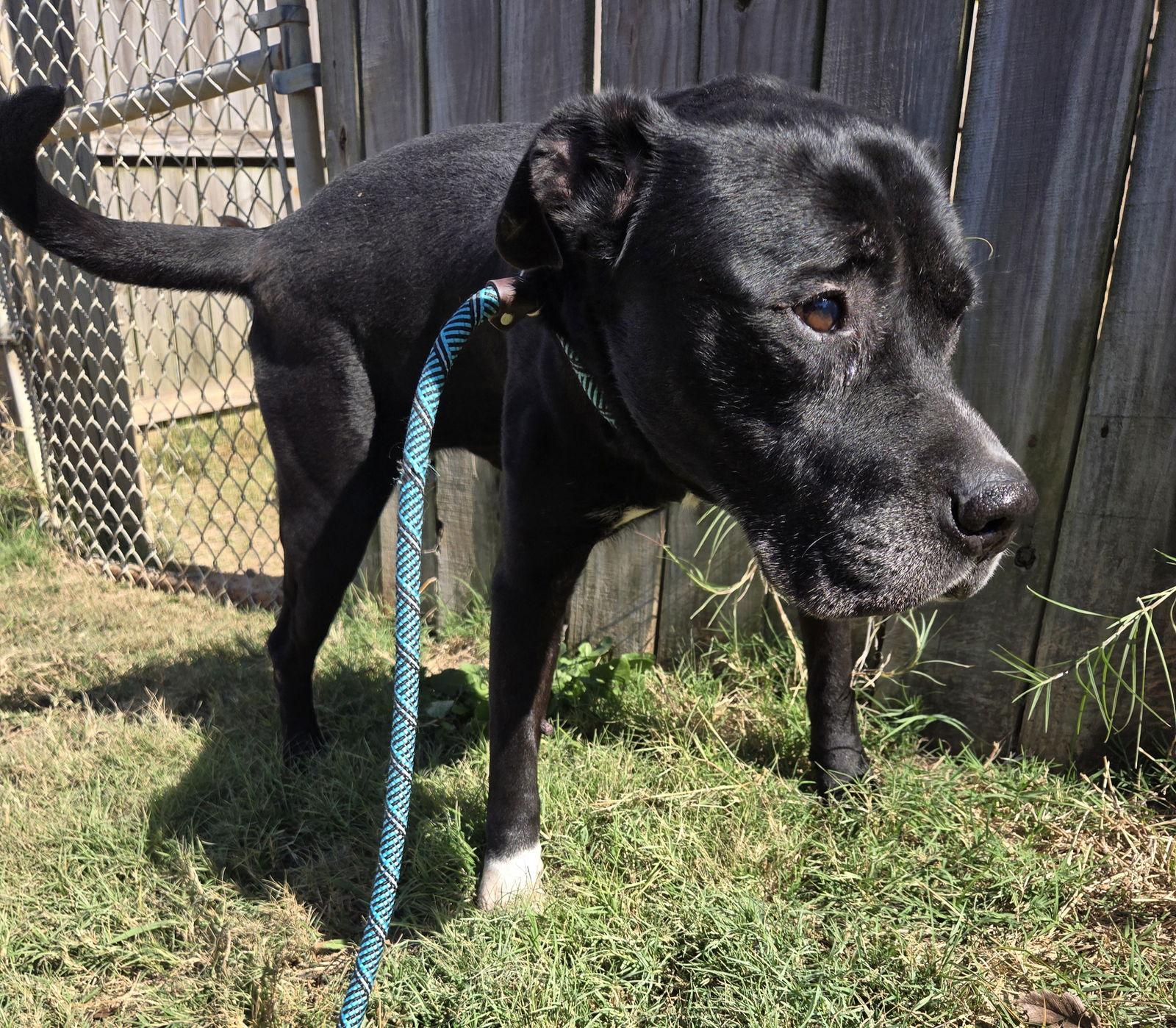 Denali, a Adoptable Mixed Breed in Jackson, MS image 3/4