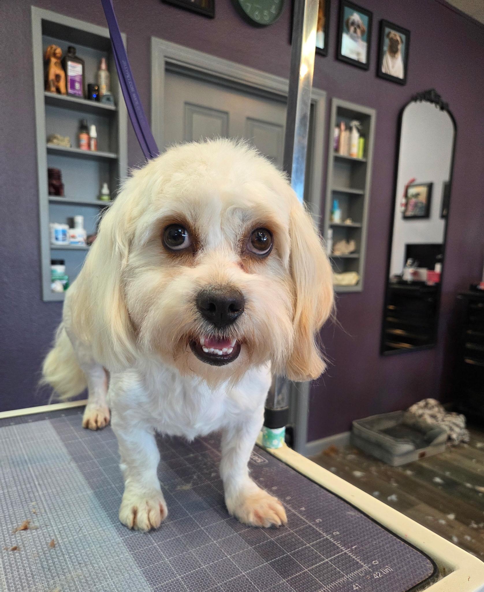Abby, Adoptable, Adult Female Maltese.