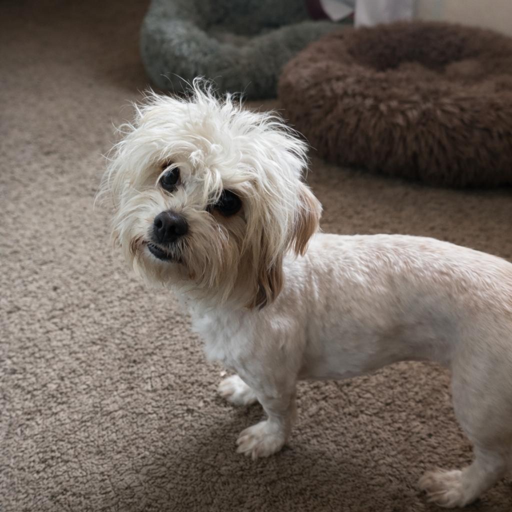 Abby, a Adoptable mixed breed in Phoenix, AZ image 3/5