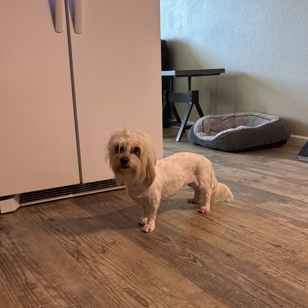 Abby, a Adoptable mixed breed in Phoenix, AZ image 4/5