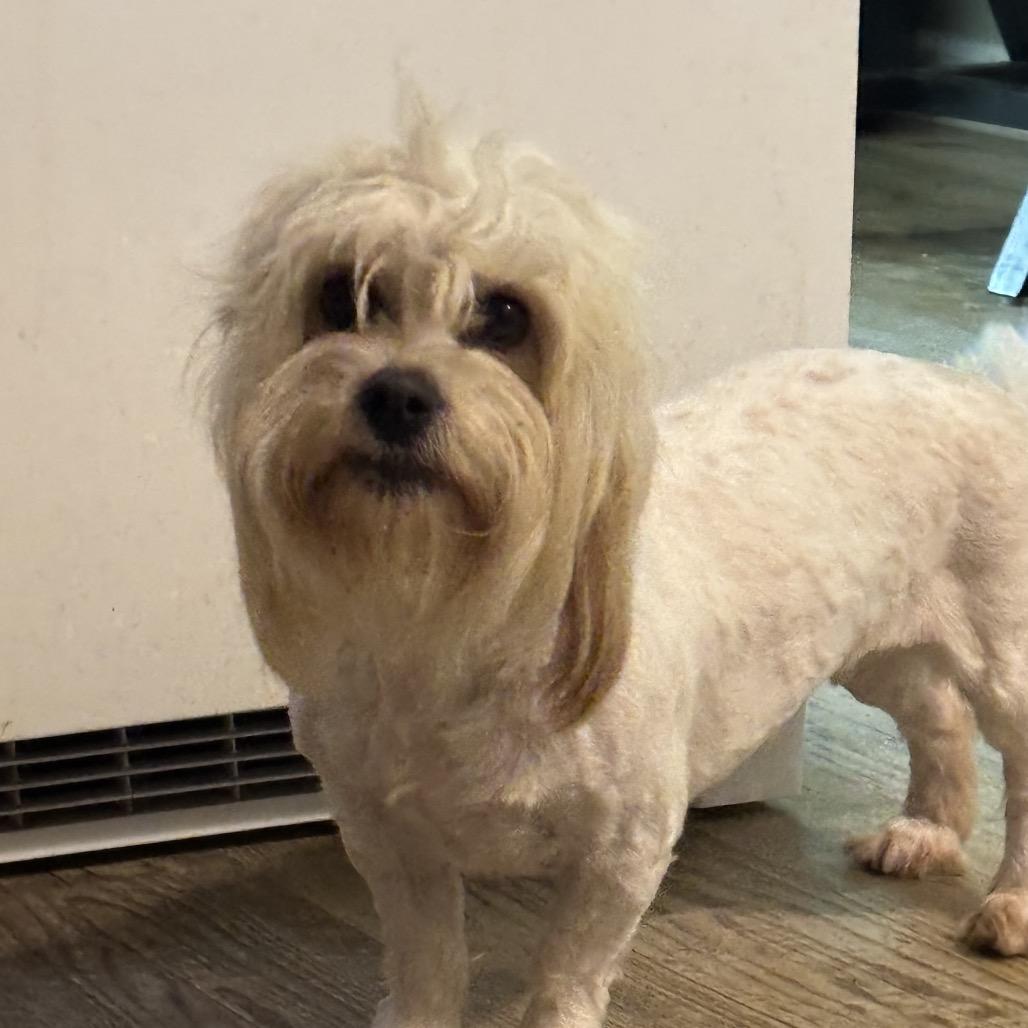 Abby, a Adoptable mixed breed in Phoenix, AZ image 5/5