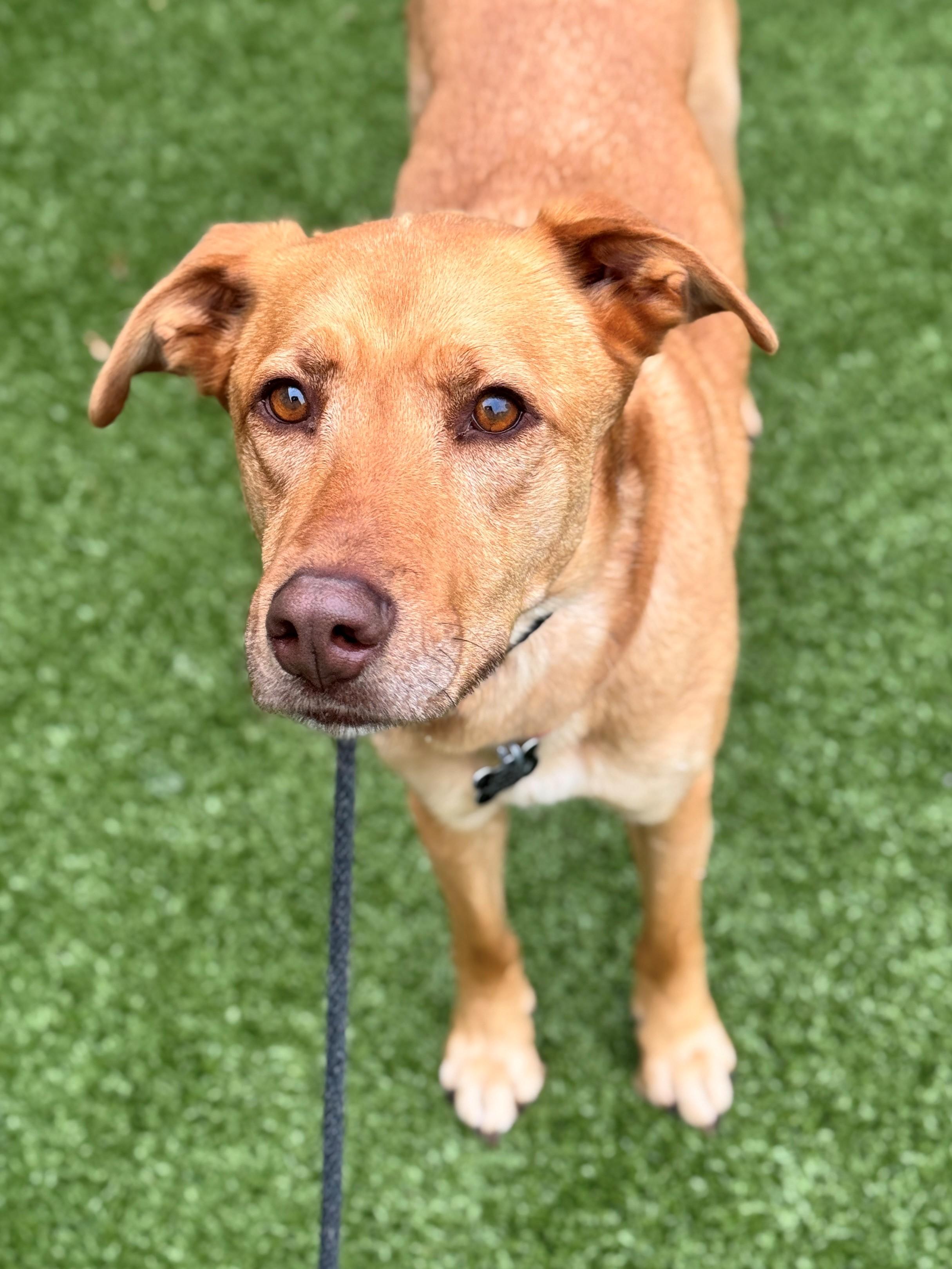 Nova, an adoptable Shepherd in Hackensack, MN, 56452 | Photo Image 5