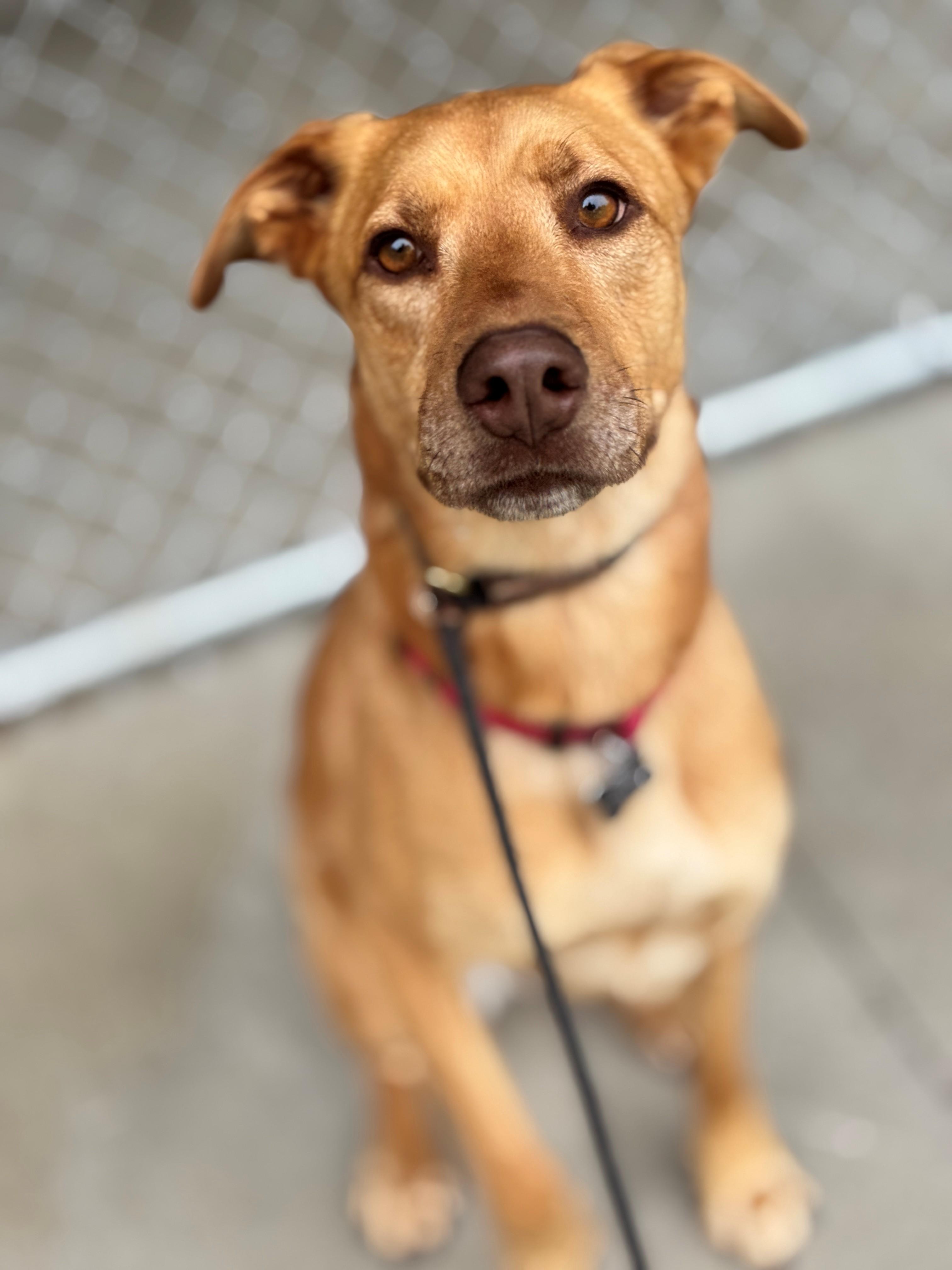 Nova, an adoptable Shepherd in Hackensack, MN, 56452 | Photo Image 3