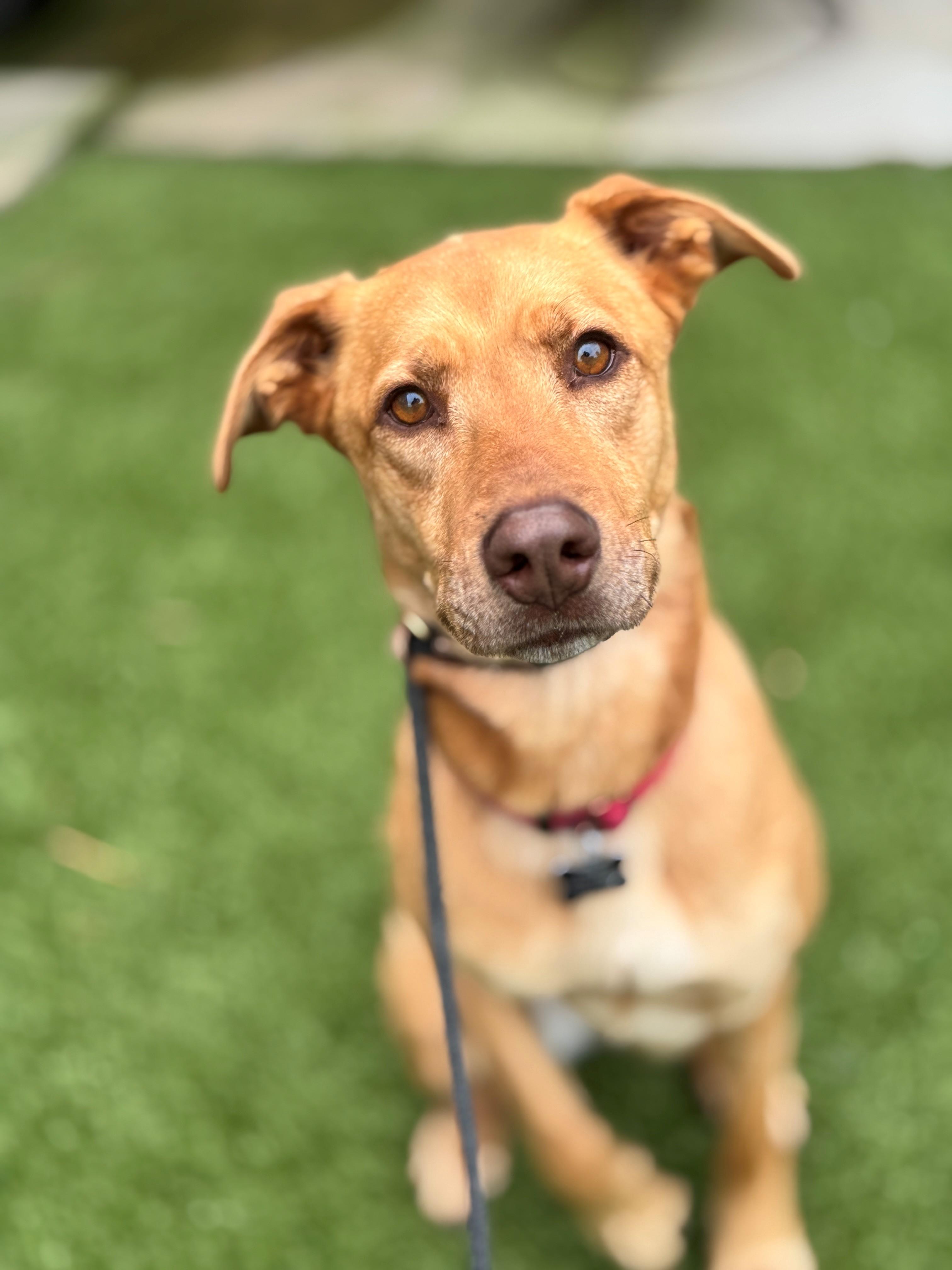 Nova, an adoptable Shepherd in Hackensack, MN, 56452 | Photo Image 1