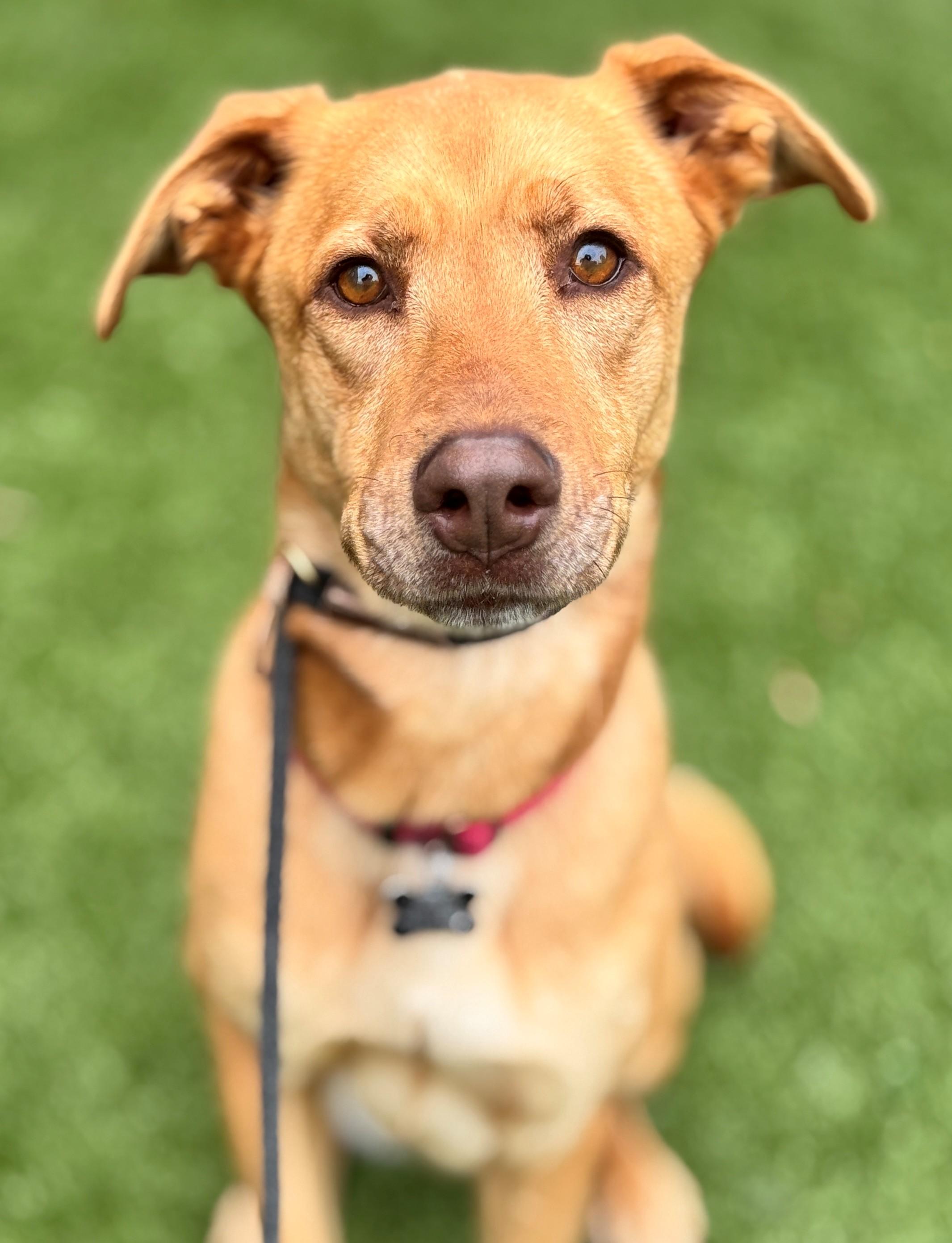 Nova, an adoptable Shepherd in Hackensack, MN, 56452 | Photo Image 2