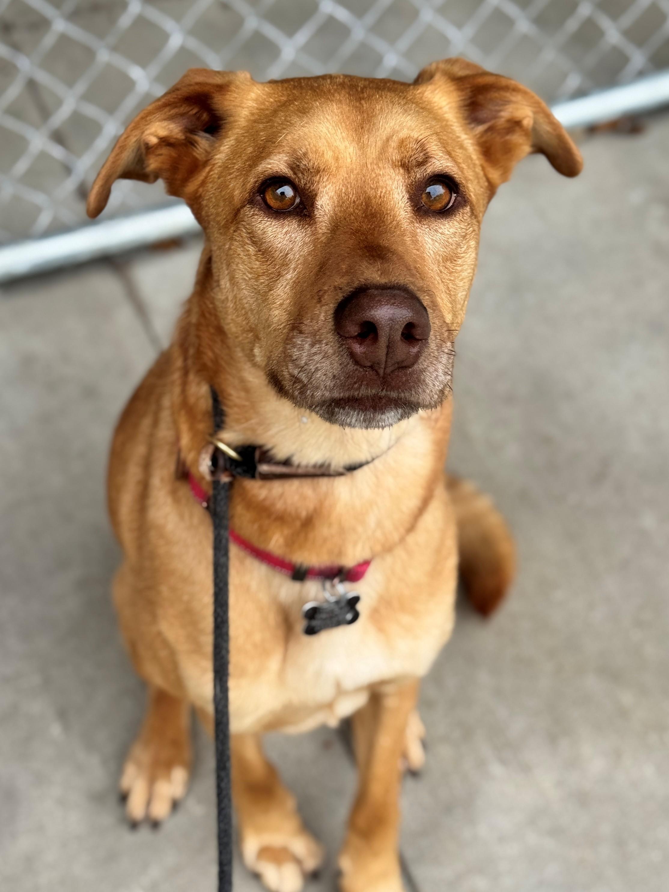 Nova, an adoptable Shepherd in Hackensack, MN, 56452 | Photo Image 4