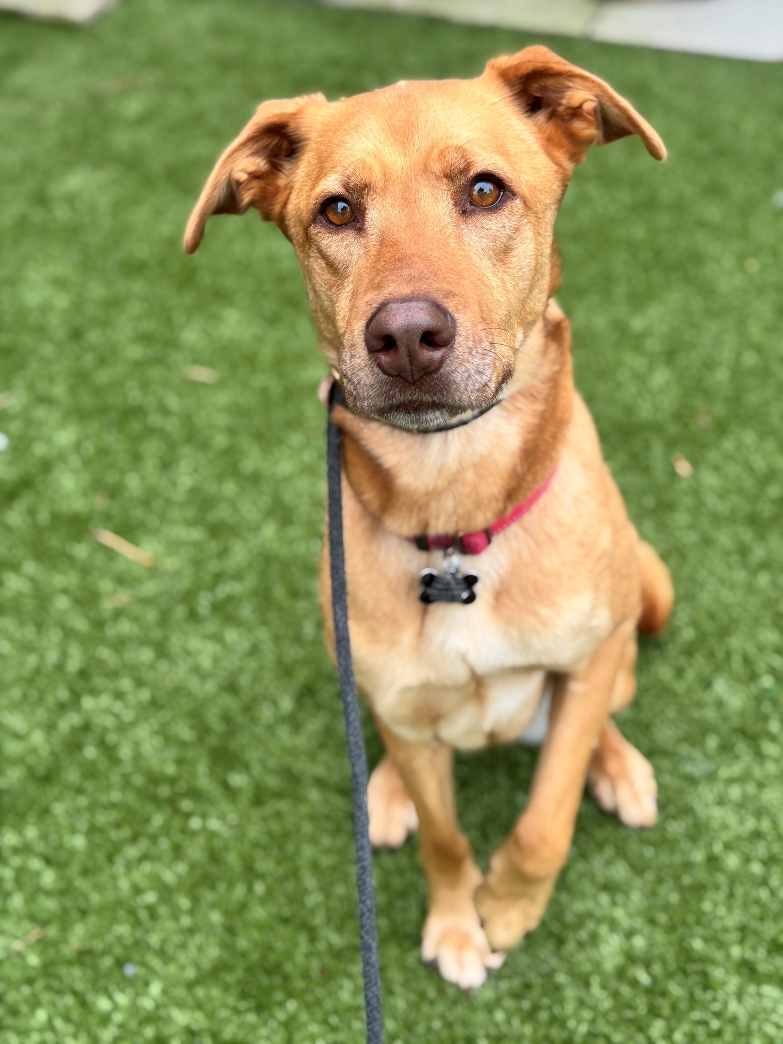 Nova, an adoptable Shepherd in Hackensack, MN, 56452 | Photo Image 6