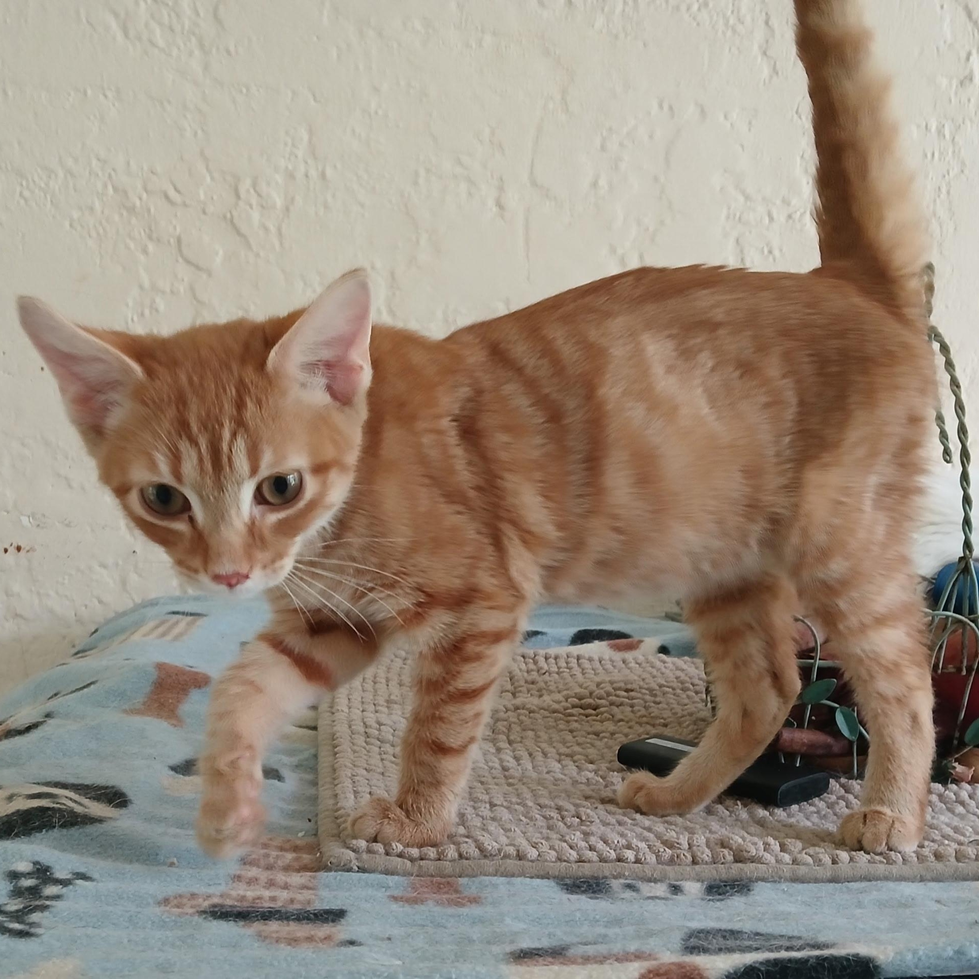 Sam, an adopted Tabby in Maple Shade, NJ image 2/5