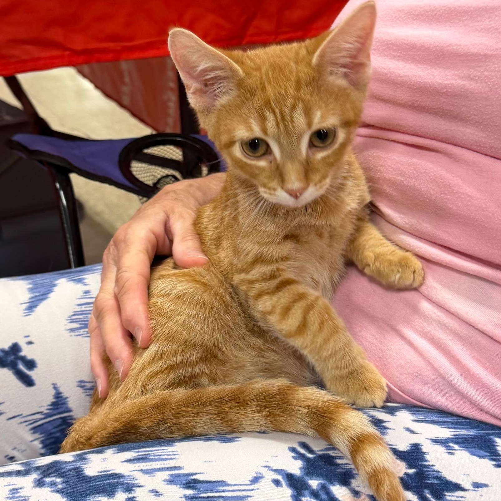 Sam, adopted, Kitten Male Tabby.
