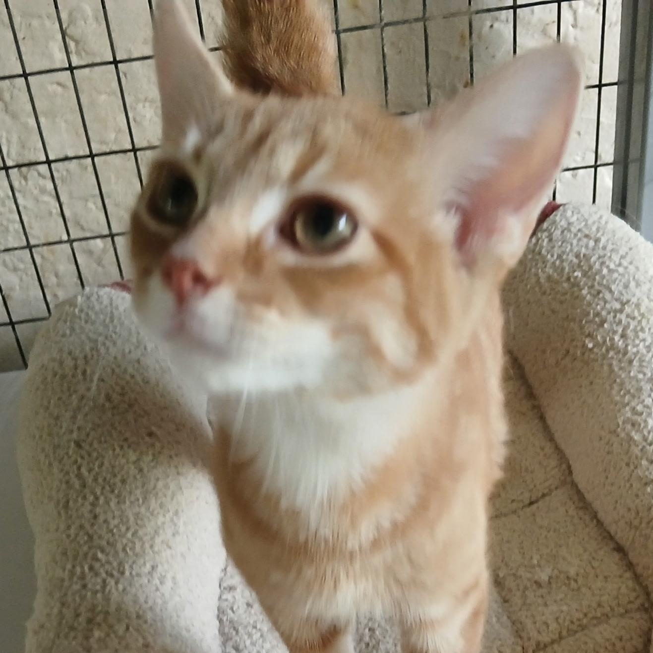 Sam, an adopted Tabby in Maple Shade, NJ image 3/5