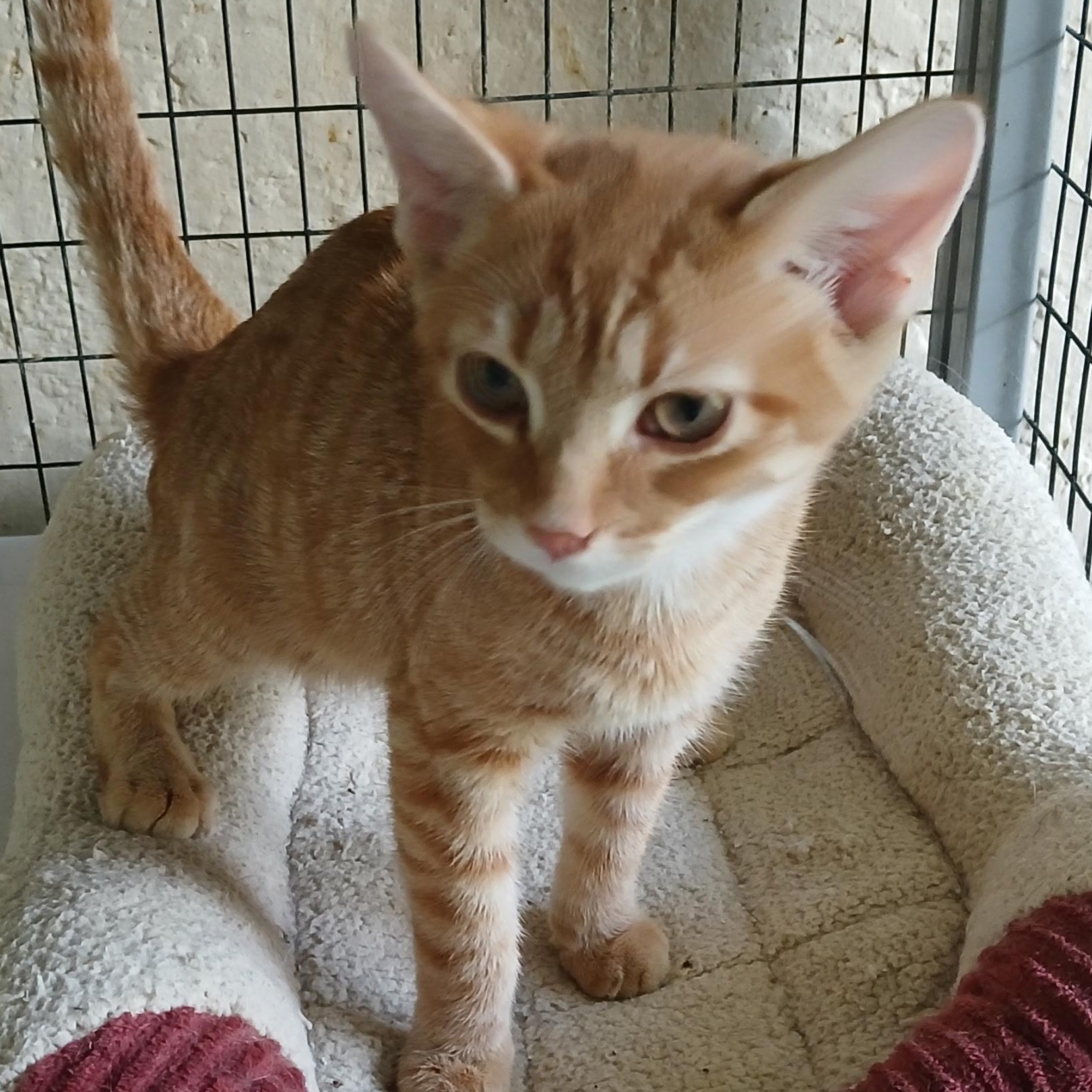 Sam, an adopted Tabby in Maple Shade, NJ image 4/5