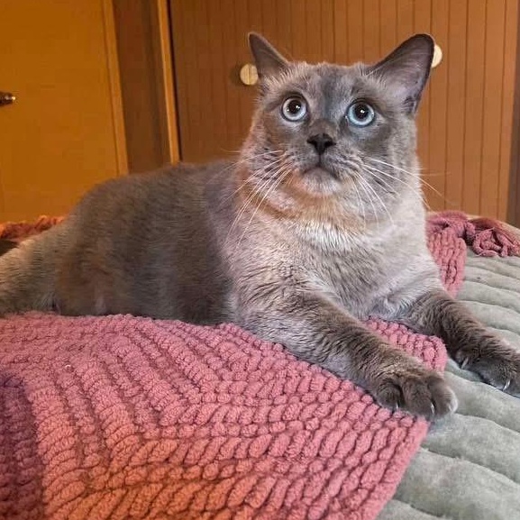 Delilah, a Adoptable mixed breed in Lubbock, TX image 2/3