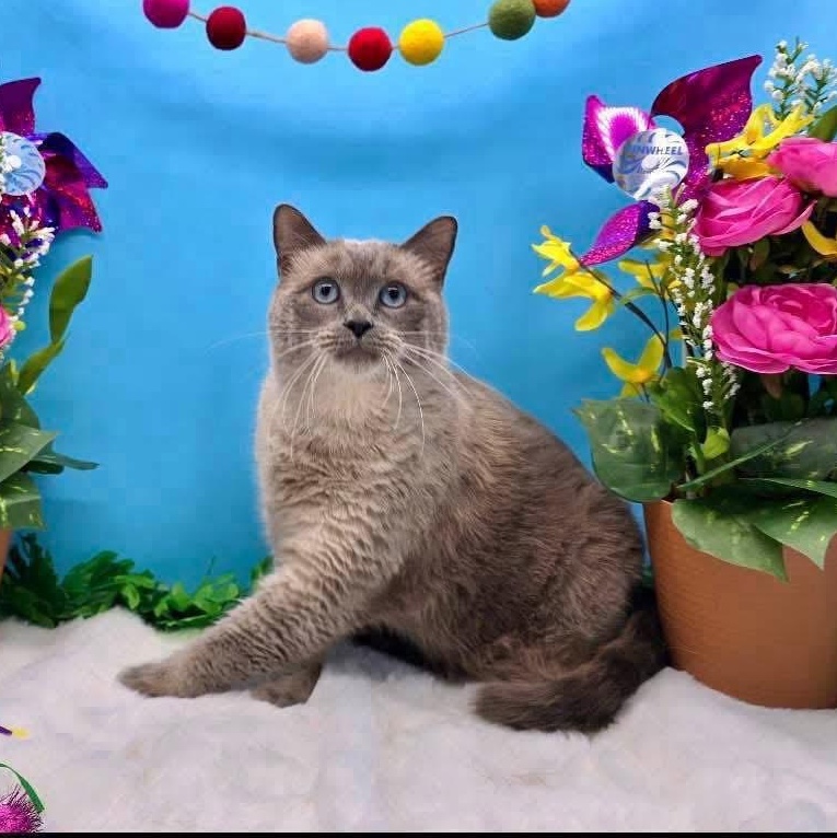 Delilah, a Adoptable mixed breed in Lubbock, TX image 3/3