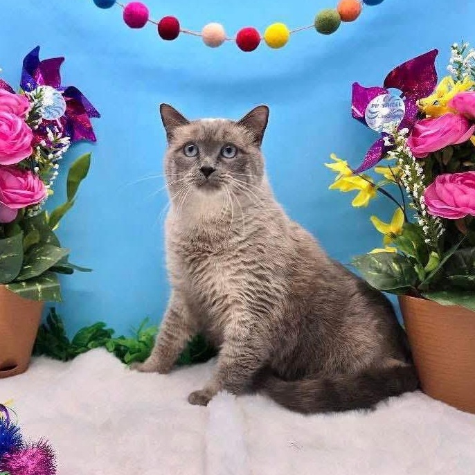 Delilah, a Adoptable mixed breed in Lubbock, TX image 1/3