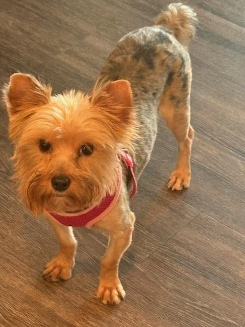 Myrtle, Adoptable, Young Female Yorkshire Terrier.