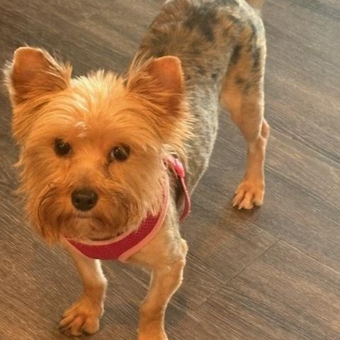 Myrtle, a Adoptable Yorkshire Terrier in Milton, GA image 3/4