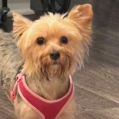 Myrtle, Adoptable, Young Female Yorkshire Terrier.