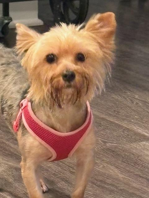 Enlarge Myrtle, a Adoptable Yorkshire Terrier in Milton, GA image 2/3