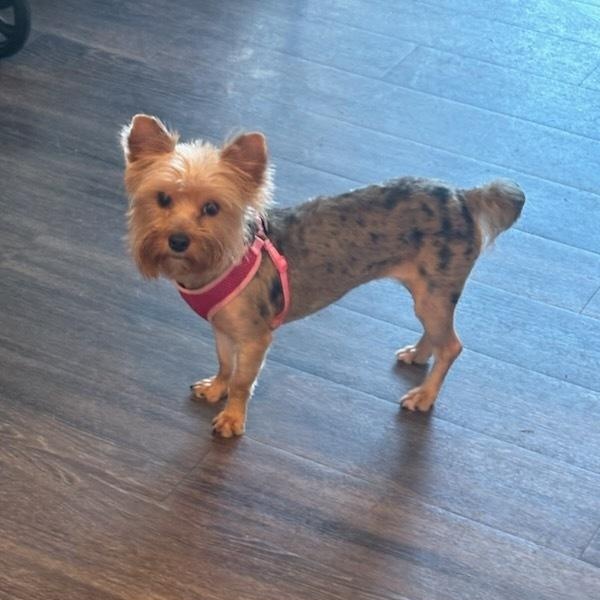 Myrtle, a Adoptable Yorkshire Terrier in Milton, GA image 4/4