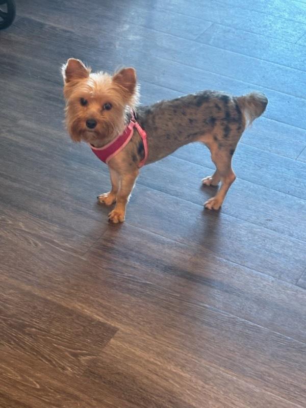 Enlarge Myrtle, a Adoptable Yorkshire Terrier in Milton, GA image 3/3