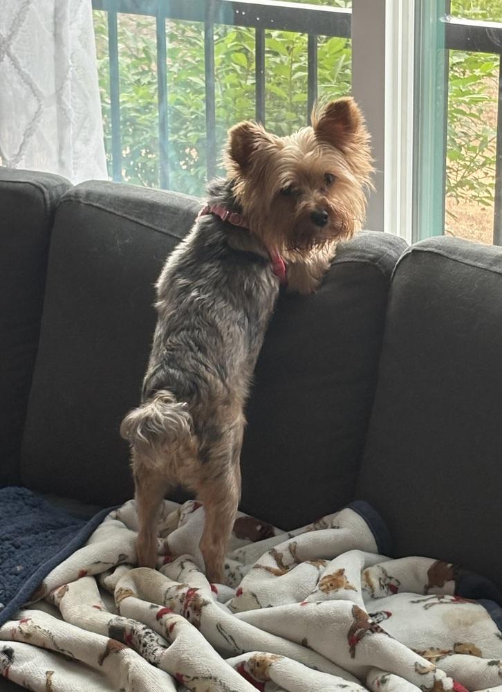 Myrtle, a Adoptable Yorkshire Terrier in Milton, GA image 2/4