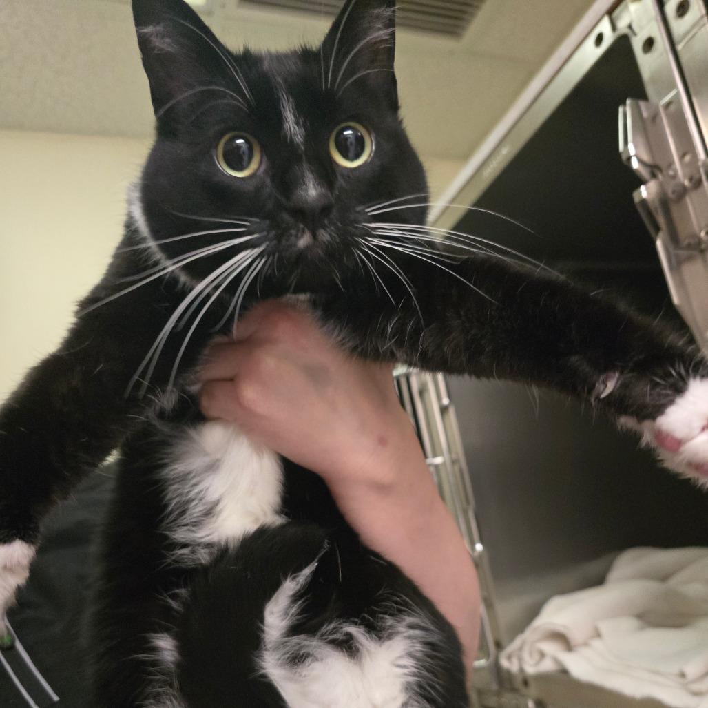 IMP, Adoptable, Adult Female Domestic Short Hair.