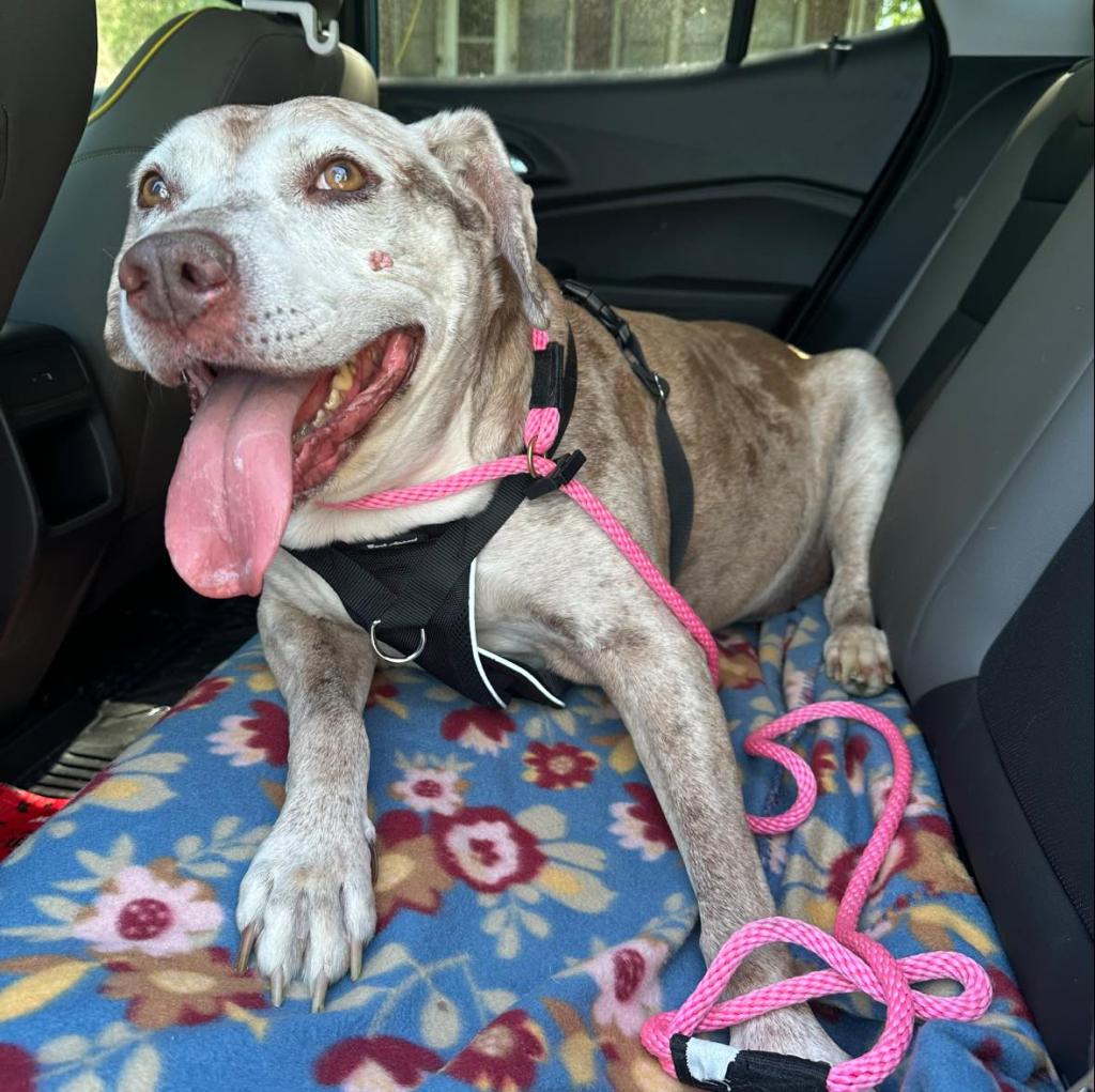 Enlarge The Dude, a Adoptable mixed breed in Madrid, IA image 2/4