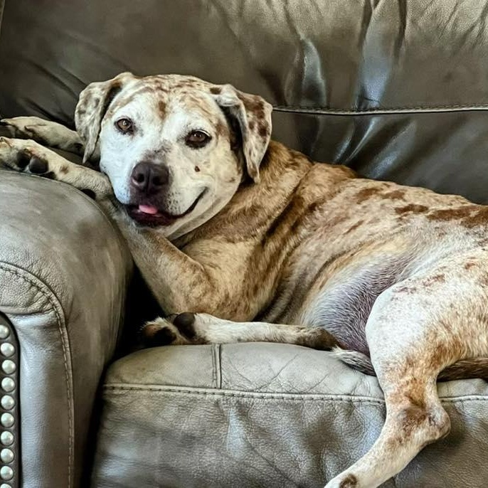 The Dude, Adoptable, Senior Male Catahoula Leopard Dog.