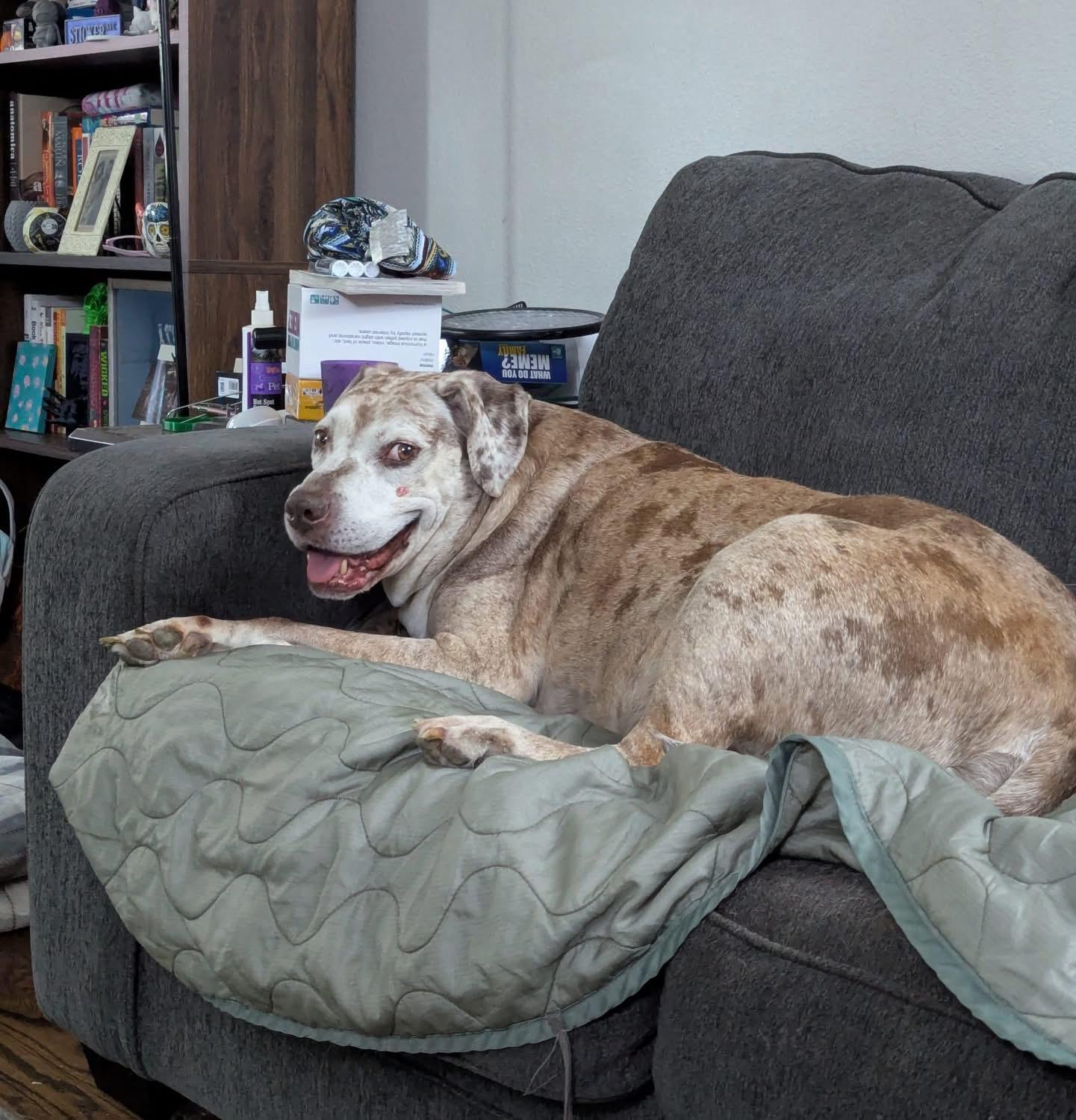 Enlarge The Dude, a Adoptable mixed breed in Madrid, IA image 3/4