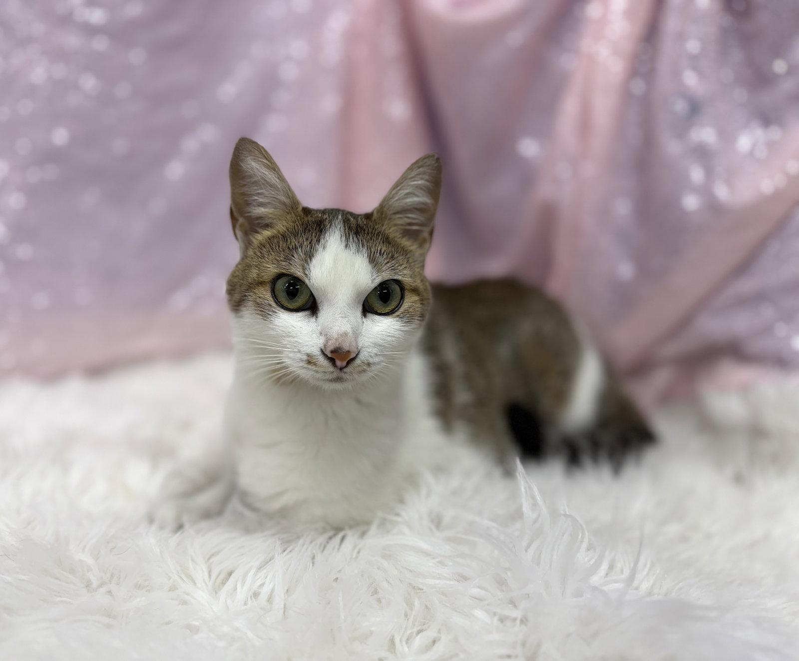 Selene, Adoptable, Adult Female Domestic Short Hair.