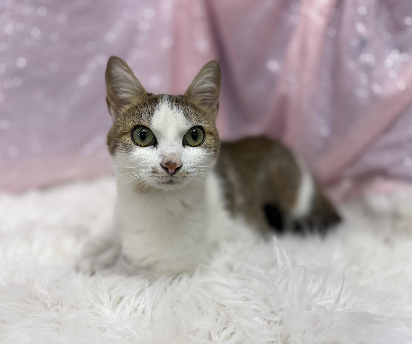 Enlarge Selene, a Adoptable Domestic Short Hair in Clarkesville, GA image 2/3