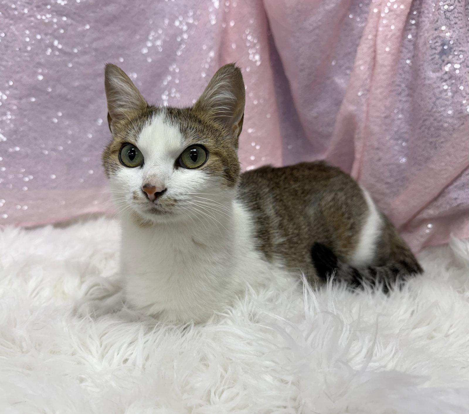 Enlarge Selene, a Adoptable Domestic Short Hair in Clarkesville, GA image 3/3