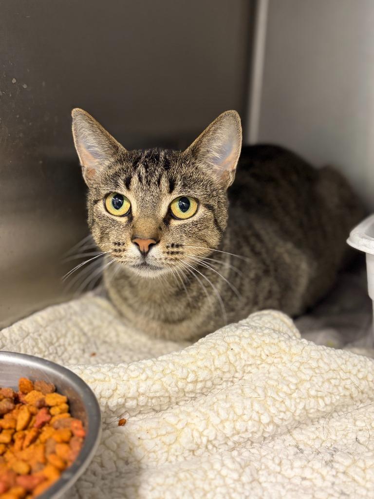Layla, Adoptable, Adult Female Domestic Short Hair.