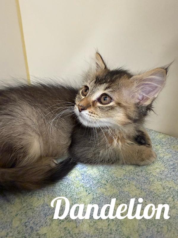 Enlarge Dandelion, a ADOPTABLE Domestic Medium Hair in Manistee, MI image 1/1