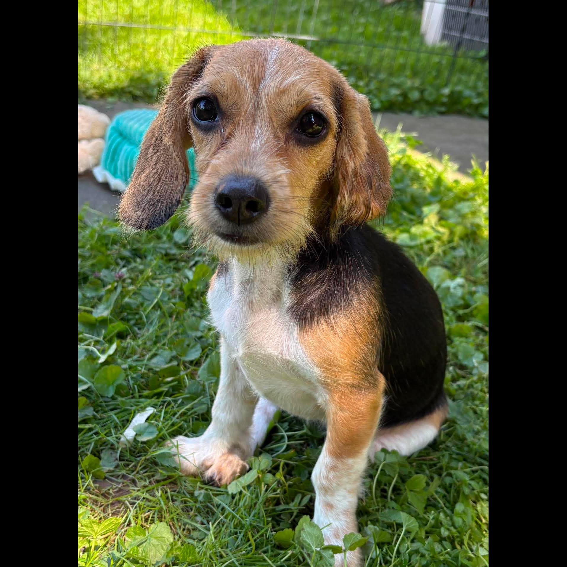 Enlarge Charlotte, a Adopted mixed breed in Rochester, NY image 2/6