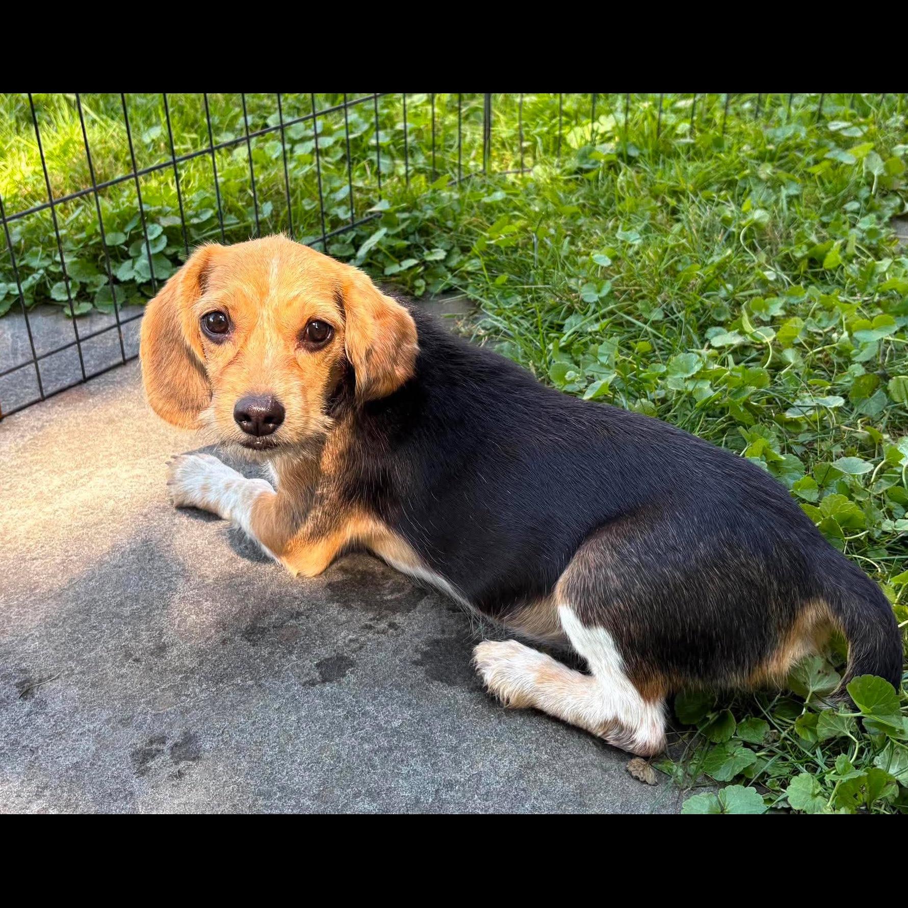 Enlarge Charlotte, a Adopted mixed breed in Rochester, NY image 3/6